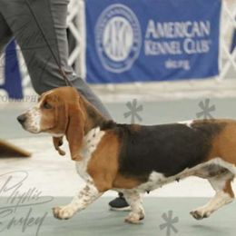 Ida Mae - Basset Hound