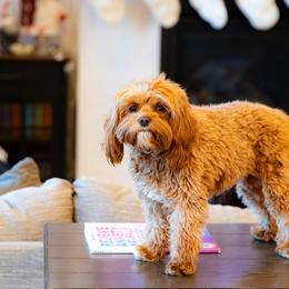 Cavapoo and Cockapoo All Grown Up from Megan Roach's Cockapoos, Cavapoos and Aussiedoodles