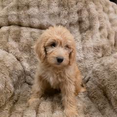 Star - Apricot female Labradoodle puppy in Churchill County Fallon, Nevada from Card Family Ranch