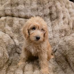 Star - Apricot female Labradoodle puppy in Churchill County Fallon, Nevada from Card Family Ranch