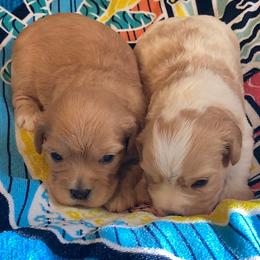 Cavachons from Lindy’s Cavachons