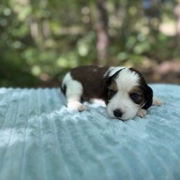 Girl 5 - female English Springer Spaniel puppy in Comer, Georgia from Stratton Spaniels