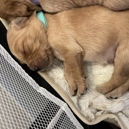 Golden Retriever Puppies from Tradershire Goldens