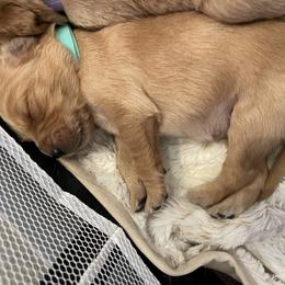 Golden Retriever Puppies from Tradershire Goldens