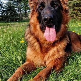 German Shepherds from Vom Jagerhaus North LLC.