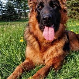 German Shepherds from Vom Jagerhaus North LLC.