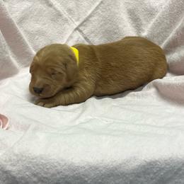 Payday - yellow - Dark golden female Golden Retriever puppy in Pelham, Georgia from Sellers Kennels