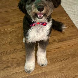 Aussiedoodle Puppies from A Dose Of Doodle