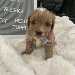 Cavapoo, Cockapoo, Goldendoodle, and Maltipoo Puppies from Perdue Puppies