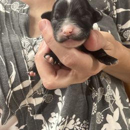 Sophie - Black & white female Maltipoo puppy in Mabelvale, Arkansas from Durham's Designer Poos
