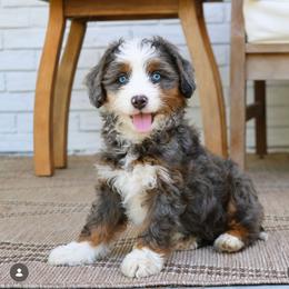 Bernedoodle and Goldendoodle Puppies from Teddy Puppies