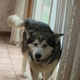 Alaskan Malamute puppies from Northernlitesmalamutes