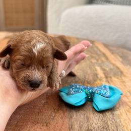Teal - Red  female Goldendoodle puppy in Alamance County, North Carolina from Doodle Squad Puppies