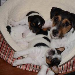 Jack Russell Terrier Puppies from Fleet Street Jack Russell Terriers