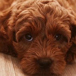 Poppy - Australian Labradoodle