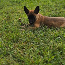 Red collar - Fawn male Belgian Malinois puppy in Bolton, Connecticut from du Val du Bois Malinois