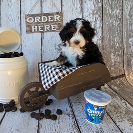 Bernedoodle Puppies from M2 Bernedoodles