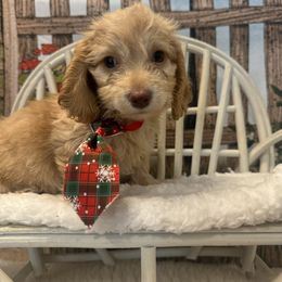 BOY 1 REX  silky coat - Cream male Dachshund puppy in Polo, Missouri from Blue Tails Farm