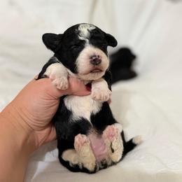 Autum - Tri-color female Bernedoodle puppy in Warrensburg, Missouri from Dreamer Ridge Puppies