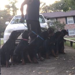 Rottweiler Puppies from Morris Rottweilers