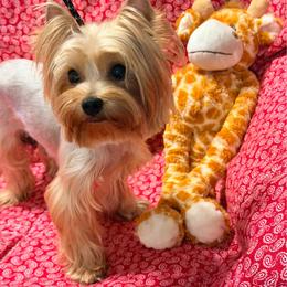 Lottie - Yorkshire Terrier
