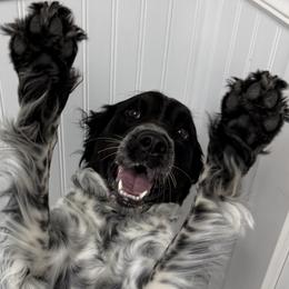 English Springer Spaniels from Saratoga Springers NY