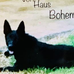 Evie - German Shepherd