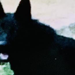 Evie - German Shepherd