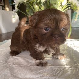 Shih Tzu Puppies from IMB Shih Tzu