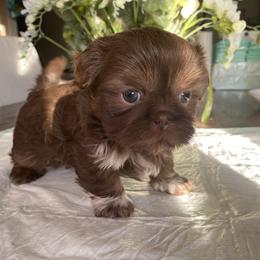 Shih Tzu Puppies from IMB Shih Tzu