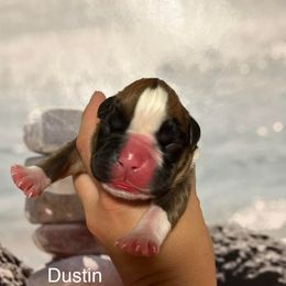 Boxer Puppies from Von Royal Dell’Infinite