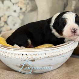 Lamborghini - Tri-color male Bernedoodle puppy in Henry, Illinois from Rowe Farms Doodles