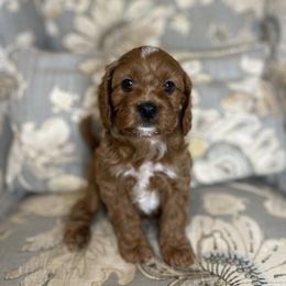 Astro - Red male Cavapoo puppy in Madera, California from Cali Cavaliers