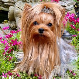 Miya - Yorkshire Terrier