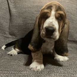 Basset Hound Puppies from Camp Nuckols Basset Hounds