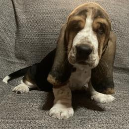 Basset Hound Puppies from Camp Nuckols Basset Hounds