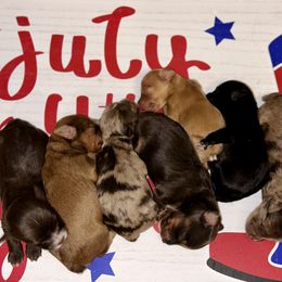 Aussiedoodle puppies from Space City Mini Aussies & Doodles