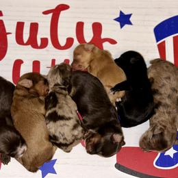 Aussiedoodle puppies from Space City Mini Aussies & Doodles