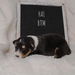 Australian Shepherd Puppies from Take Five Aussies