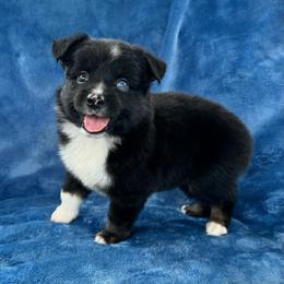 Koda - Black tri male Toy Australian Shepherd puppy in Honolulu, Hawaii from Liana’s Toy Aussies