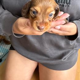 Nugget - Red male Dachshund puppy in Artesia, California from Woodie Weens