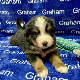 Yellow Collar - Black rust and white female Bernese Mountain Dog puppy in Comer, Georgia from Water Oak Farm