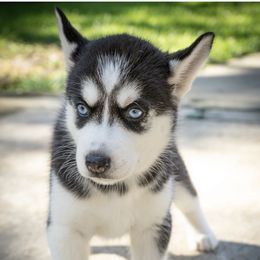 Siberian Husky Puppies from Lovi’s Fur Babies LLC