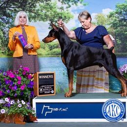 Higgins - Doberman Pinscher