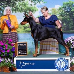 Higgins - Doberman Pinscher