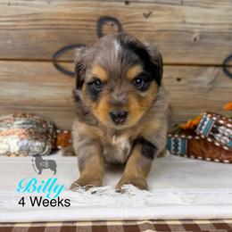 Billy Etbauer - Blue merle male Miniature Australian Shepherd puppy in El Dorado Springs, Missouri from OR Aussies