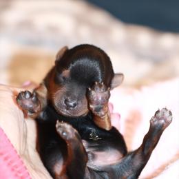 Yorkshire Terrier Puppies from Essence of Grace Yorkies