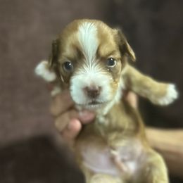 Hazelnut - Yorkshire Terrier puppy from Empire Yorkies