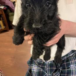 Boy 4 - male Scottish Terrier puppy in Fenton, Michigan from Carnes Croft Scotties