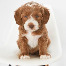 Frankie - Goldendoodle